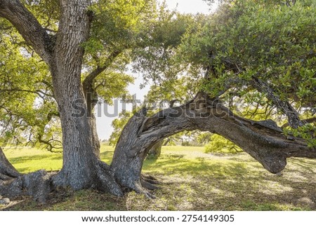 A large twisting oak tree grows across a grassy meadow at Old Baylor Park in Brenham, Texas, creating a natural arch formed by the tree’s curved trunk and sprawling branches. 

Sunlight filters through the dense green leaves, casting soft shadows across the ground and illuminating the textured bark of the historic oak. The surrounding landscape features open grassland typical of the Texas Hill Country and central Texas countryside, where mature oak trees often shape the character of the natural environment.

 Old Baylor Park preserves the site of the original Baylor University campus, which operated in the mid-1800s before relocating to Waco. Today the peaceful park offers visitors scenic nature views, historic markers, and quiet outdoor spaces surrounded by towering trees and open fields. The image captures the natural beauty of a Texas oak woodland and the tranquil atmosphere of this historic Brenham park.
