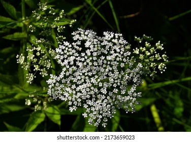A large umbellate inflorescence of small white flowers of the common snyt plant (Latin Aegopodium podagraria) is a perennial herbaceous plant, a difficult-to-remove garden weed. Selective focus - Shutterstock ID 2173659023