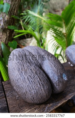 A large, unique Coco de Mer seed, native to Seychelles, displayed on a wooden surface, with lush green palm leaves in the background