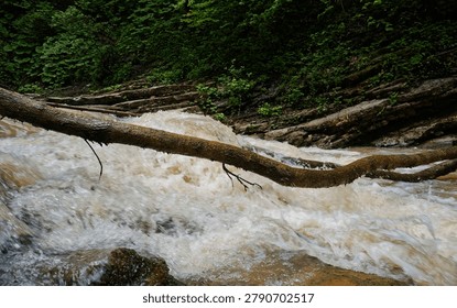 A large uprooted tree log documents the process of fluvial wood debris entrainment after mass wasting and bank failure on the upper ravine slopes. Torrential rainfall runoff dislodged the tree trunk, washing it down into the main river channel where it created a severe physical obstruction. This woody debris now acts as a key catalyst for hydrological chaos, intercepting the rapid sediment transport and altering local channel morphology. The jammed log forces the turbid brown muddy water to deflect violently, causing structural bed erosion and creating chaotic flow vectors over the exposed flysch bedrock. Thick green forest canopy and wild riparian vegetation line the steep valley walls, which remain completely free of people to maintain absolute legal safety. This explicit example of large wood dynamics in headwaters serves as a vital educational resource and textbook illustration for academic research in fluvial geomorphology