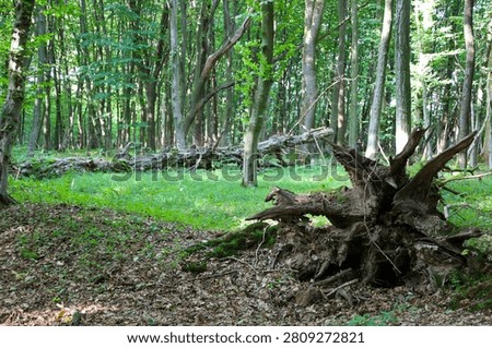 Large upturned roots of an old tree lie in the foreground of a dense green forest. Behind, a long fallen trunk is visible among bright grass and slender living trees.
