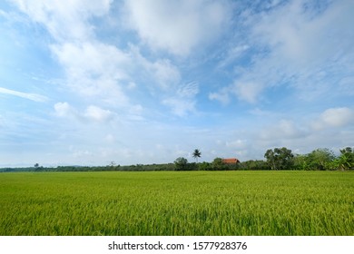 181 Rice field corp Images, Stock Photos & Vectors | Shutterstock