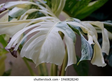 A Large Variegated Leaf Of Monstera Albo Deliciosa Plant