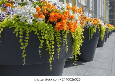 A large vase with bright flowers decorate the street of the city. Ornamental plants blooming in summer in an urban environment. Landscape design of beautiful flowers in pots decorating the city.