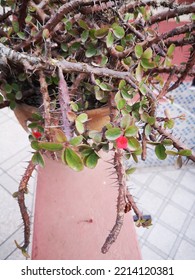 A Large Vase Of Thorny Plants On The Wall Of The House