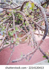 A Large Vase Of Thorny Plants On The Wall Of The House