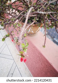 A Large Vase Of Thorny Plants On The Wall Of The House