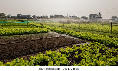 A large vegetable farm with irrigation systems operating under a clear sky, highlighting sustainable agriculture and food security concepts - Powered by Shutterstock