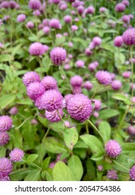 large vertical photo. flowers of a large pink clover close-up. field of pink clover. nature Park. decoration in the garden. autumn sunny day.