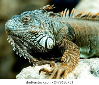 A large vibrant green iguana atop a rocky surface, looking out in the distance - Powered by Shutterstock