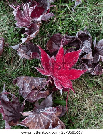 Large vibrant red maple leaf the tips covered in early morning frost, surrounded by crisp frost covered dead leaves and fall grass.