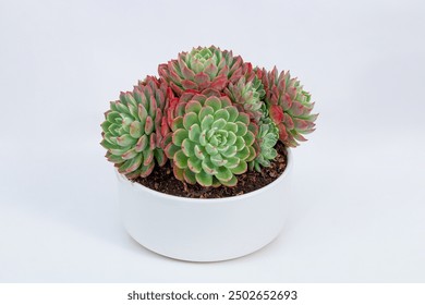 A large, vibrant succulent plant with multiple stems, elegantly potted in a white ceramic pot against a clean white background. Ideal for minimalist and modern interior decor. - Powered by Shutterstock