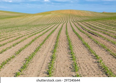 Large View On The Young Corn Field