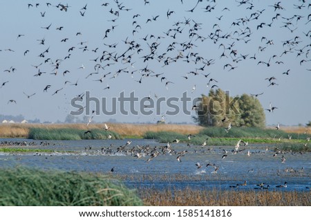 Large volume of ducks waterfowl flock taking flight wetlands