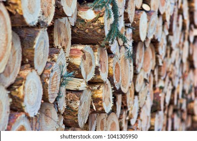 Large Wall Cutted Stacked Pine Tree Stock Photo Shutterstock