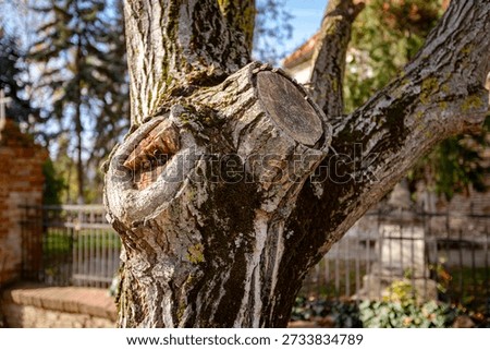 Large walnut tree trunk with cut off strong branches, moss on lumber texture, wooden, hardwood, firewood.