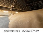 Large warehouse for grain storage. Pile of heaps of wheat grains at mill storage