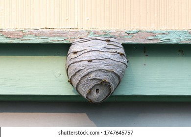 A large wasp hornet nest affixed to a green wooden building. The pesky insects are on the outside of the a papery pulp material type hexagonal comb, an outer covering with a single entrance.   