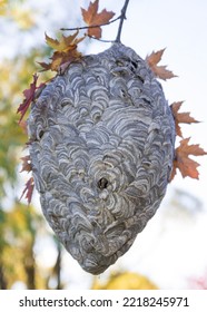 Large Wasp Nest Hanging From A Tree Branch