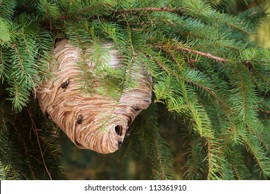 Large Wasp Nest In A Pine Tree