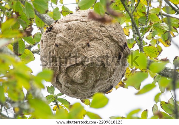 Large Wasp Nest Vespa Velutina Hangs Stock Photo 2209818123 | Shutterstock