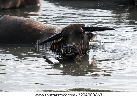 a large water buffalo was soaking in a vast river in the afternoon
