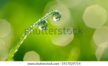 Large water drops of dew with reflecting sun on stem of green grass on light green background with bokeh. Artistic image of beauty and purity of environment.