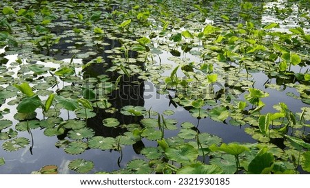 Large water lily lake, at Ueno garden, right in the center of Tokyo city, transparent and blue lake, natural beauty, urban and tourism, water culture place, with reflection image