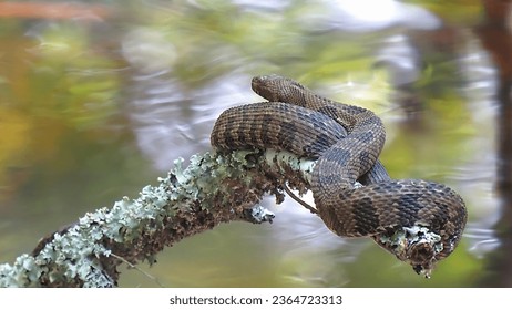 Large Water Snake Coiled on Branch; Harvleyville, South Carolina. - Shutterstock ID 2364723313