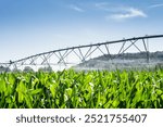 Large water sprinkler system in a corn field. Equipment for industrial irrigation.  Sustainable agriculture concept.	