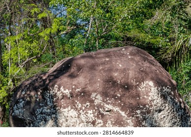 Large weathered boulder texturing with moss standing near green trees. Natural volcanic rock structure in the jungle under bright daylight.