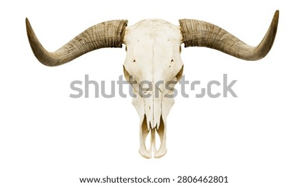 Large weathered steer skull with long curved horns