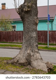 Large weathered tree trunk standing beside suburban street with wooden fence and traditional house facade