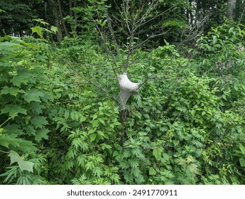 a large web on a growing tree in a sea of green foliage.