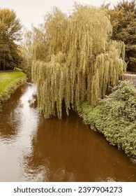 A large weeping willow with drooping branches stretching over a murky river, creating a moody riverside scene. Ideal for nature, landscape, water reflections, or dramatic outdoor themes