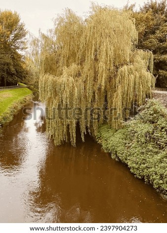 A large weeping willow with drooping branches stretching over a murky river, creating a moody riverside scene. Ideal for nature, landscape, water reflections, or dramatic outdoor themes