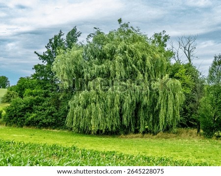 A large weeping willow in summer