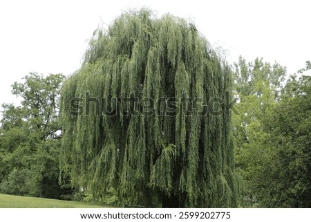 A large weeping willow tree with long, cascading branches, standing in a lush green park with other trees in the background.