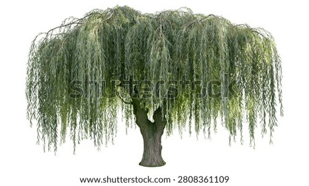 Large weeping willow tree with long hanging green branches and textured trunk
