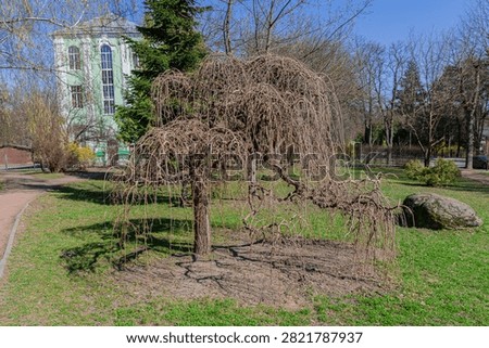 Large weeping willow tree with long hanging bare branches standing on green lawn in a sunny spring park. Scenic view with historic building in background, evoking tranquility and natural beauty
