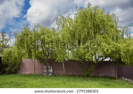 Large Weeping Willow Trees Growing On Green Lawn Under Cloudy Sky