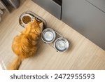 A large, well-groomed and beautiful red Maine Coon cat eats dry cat food from a bowl. Hygiene concept and pet care