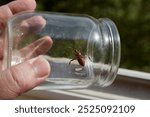 A large western conifer seed bug (Leptoglossus occidentalis) caught in a glass jar, close-up, catching beetles and insects, insects in the house, pest control.