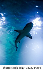 A Large Whale Shark Swims In A Large Transparent Aquarium In An Oceanarium In Blue Water View From Below