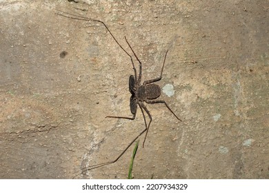 A Large Whip Spider Prowling At Night