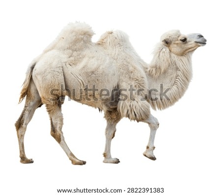 Large White Bactrian Camel Dense White Shaggy Coa Isolated On White Background