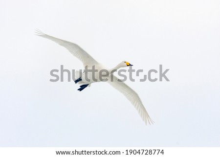Large white bird flying, whooper swan, cygnus cygnus in flight with spread wings