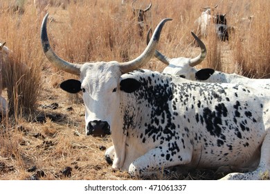 A large white and black Nguni cow laying in the dry grass