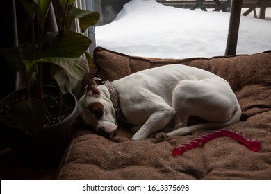 Large White Boxer Dog Sleeping On A Dog Bed, Warm In The Winter