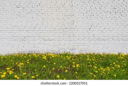 Large White Brick Wall Background With Ground Outdoors. Spring Yellow Dandelions Growing In Grass Against Old Brickwall. Beautiful Template Banner With Copy Space For Design. Abstract Wallpaper